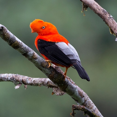 An Andean Cock-of-the-rock perched on a small branch