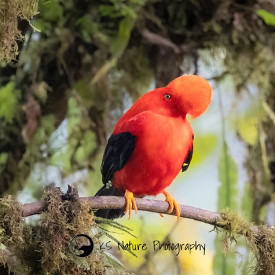 An Andean Cock-of-the-rock perches on a mossy branch