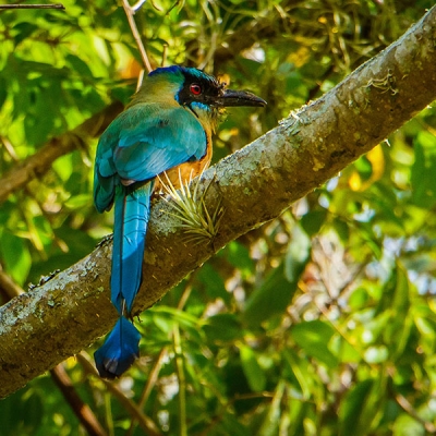 An Andean Motmot sits on a tree branch