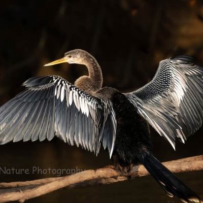 bird perched on a branch and spreading its wings