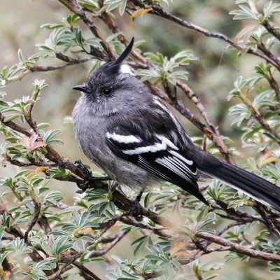 An Ash-breasted Tit-Tyrant perches in some shrubbery