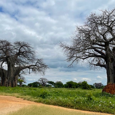 Baobab trees in an open field next to a road.