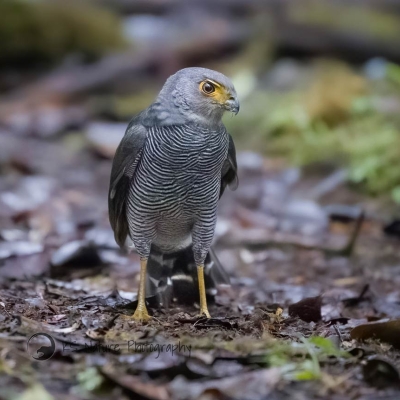 A Barred Forest-Falcon stands on the forest floor
