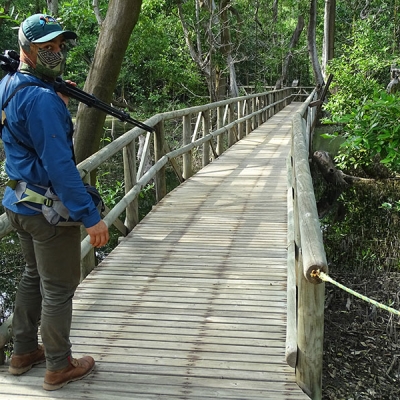 A person holding a birding scope stands at the beginning of a wooden boardwalk that leads through mangrove habitat