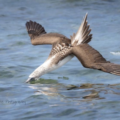 A diving Blue-footed Booby flies just above the water's surface, with only its beak partially submerged