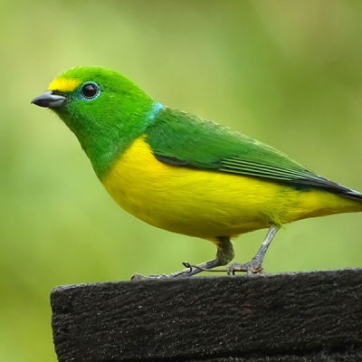 Close-up of a Blue-naped Chlorophonia standing on a flat surface