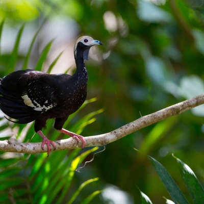 Dark colored bird with light colored accents sits on branch