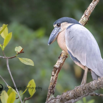 bird perched on a branch
