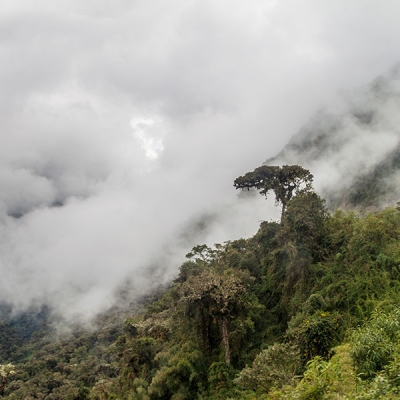 Low-hanging clouds partially obscure a forested mountainside with a curving road at the edge of the frame