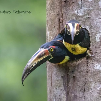 two birds looking out of their nest