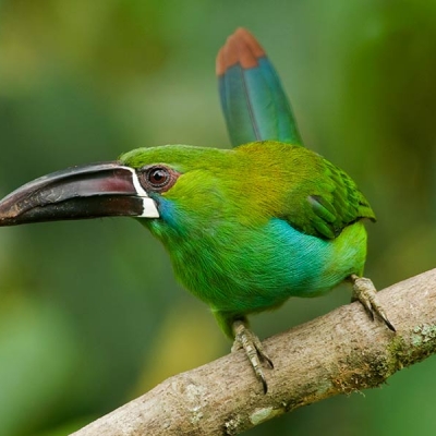 Big beaked bird sits on branch