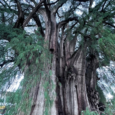 Árbol del Tule in Santa María del Tule, Oaxaca, Mexico