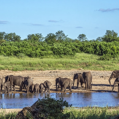 Approximately a dozen juvenile and adult elephants gather around the edge of a waterhole
