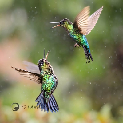 two birds flying together
