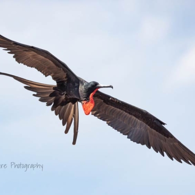 A male frigatebird flies against the backdrop of a partially cloudy sky