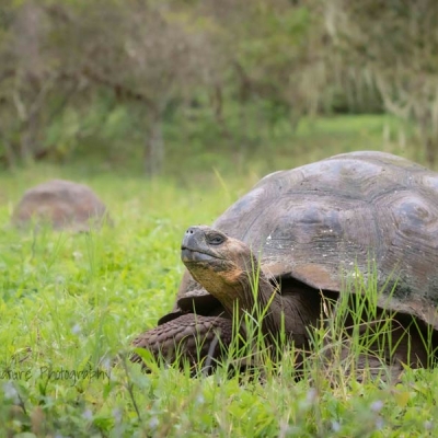 Two Galapagos giant tortoises rest in a grassy field
