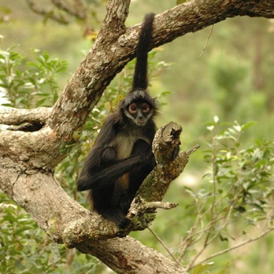 A spider mokey sits in a tree