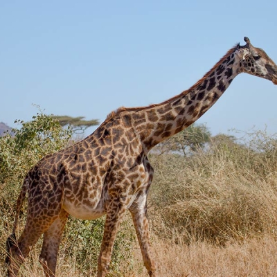 Adult giraffe.