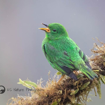 A Glistening-green Tanager perches on a branch