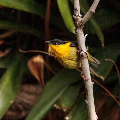 A Golden-collared Manakin clings to a plant stalk