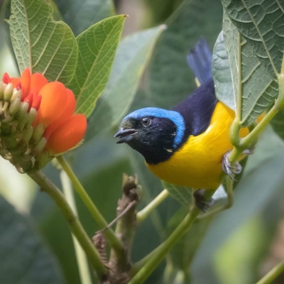 A Golden-rumped Euphonia perches on some shrubbery