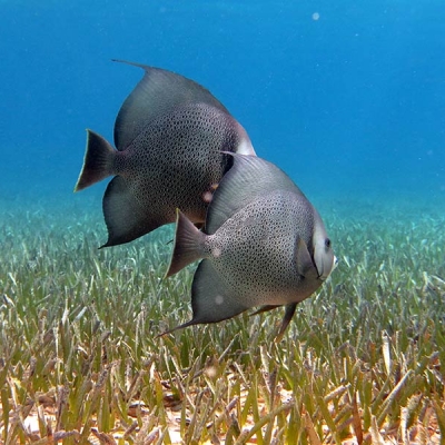 Two angelfish swim side-by-side underwater