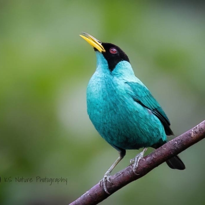 bird perched on a branch