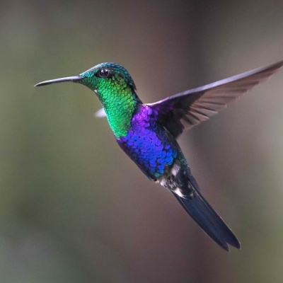 A Green-crowned Woodnymph hummingbird in flight