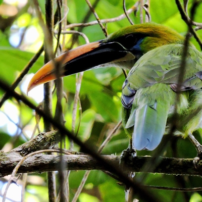 A Groove-billed Toucanet sits perched on a thin branch