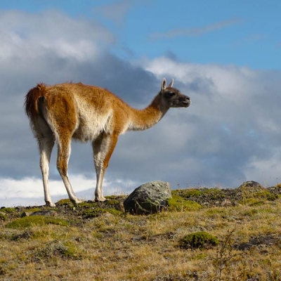 A Guanaco stands in grass with an open sky.