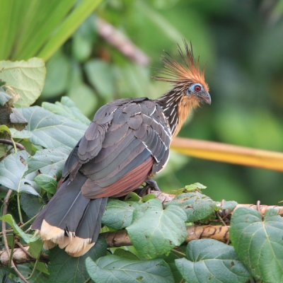 Bird with head crest sits on branch with leaves