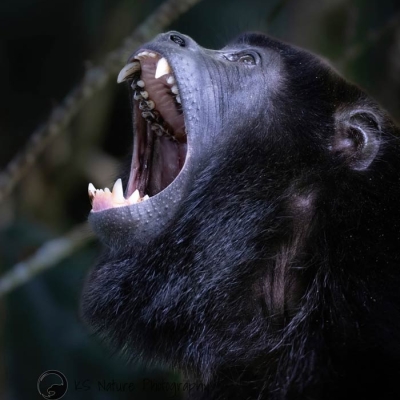 Monkey with its mouth open showing teeth