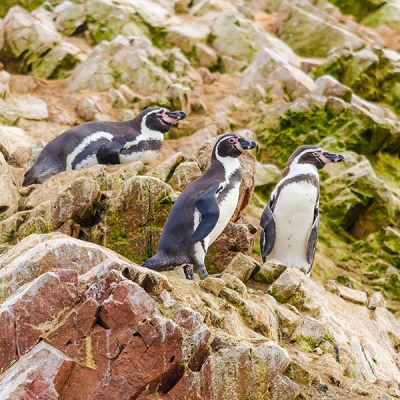 Three Humboldt Penguins on a rocky surface