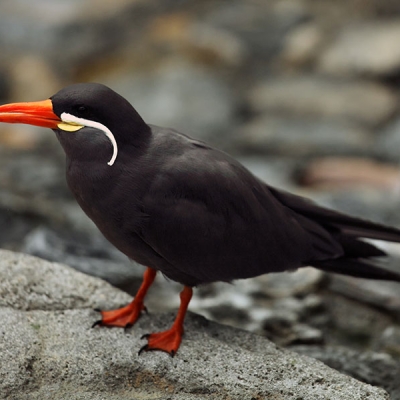 An Inca Tern stands on a rock holding a long, thin fish in its bill