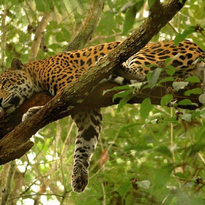 A jaguar sleeps on a tree branch