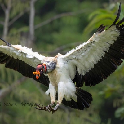 bird flying with wings spread