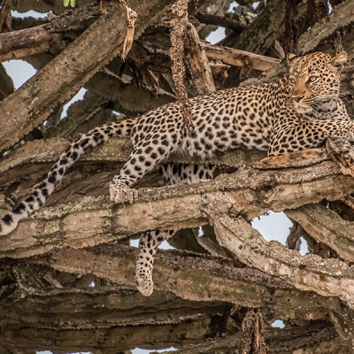 A leopard relaxes in the bare branches of a tree