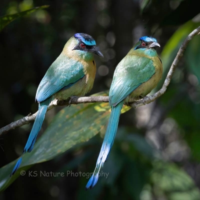 two birds sitting next to eachother on a branch
