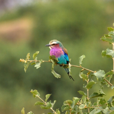 A Lilac-breasted Roller perches on a small branch