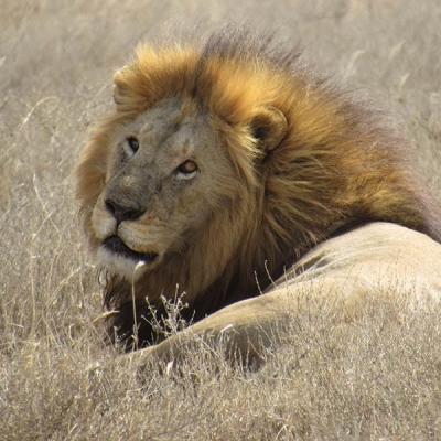 A male lion lies in the grass.