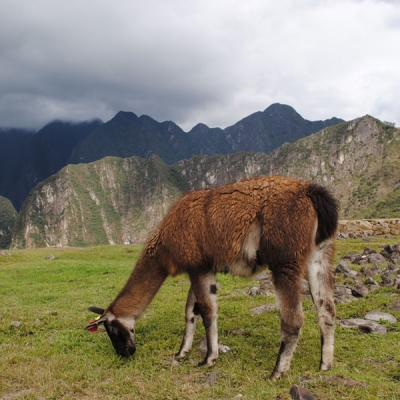 A llama grazes on a flat, grassy area with a low stone wall and mountains in the background