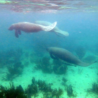 Three manatees swim in shallow water