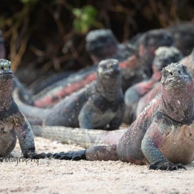 Approximately a dozen marine iguanas rest on a sandy beach