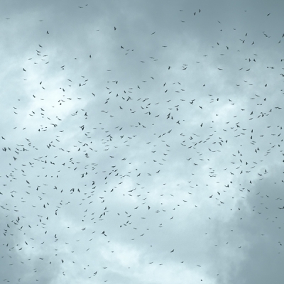 Migrating raptors flying in the sky in Costa Rica