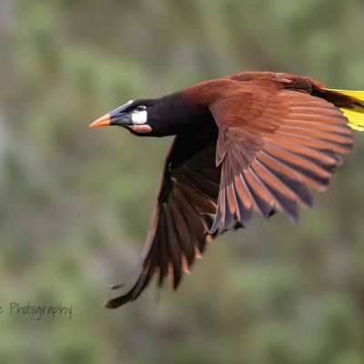 Bird in flight
