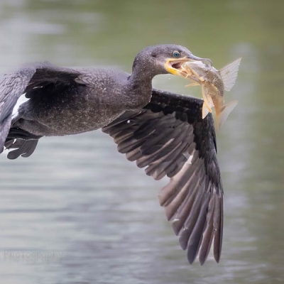 Bird flying over water with a fish in its beak