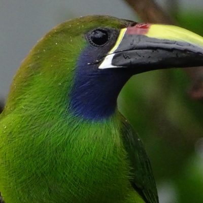 Northern Emerald Toucanet