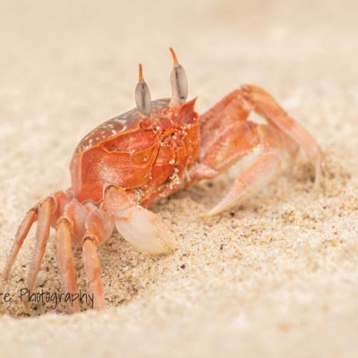 A crab sits on the beach, its right side partially extended into a hole in the sand