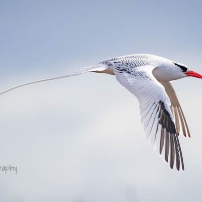 A Red-billed Tropicbird in flight