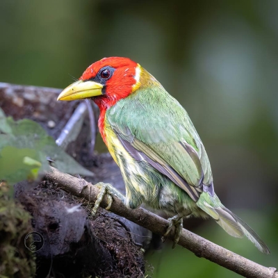 A Red-headed Barbet perches on a twig